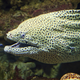 Illustration for article titled All The Dumbass Fish At The Aquarium…Ranked